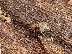 Ptenothrix renateae