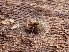 Ptenothrix renateae