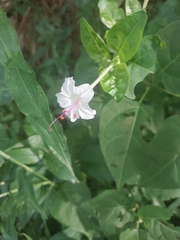 Mirabilis longiflora