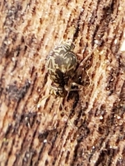 Ptenothrix renateae
