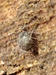 Ptenothrix renateae