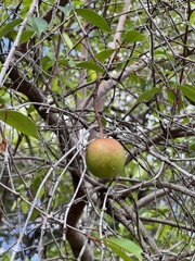 Hancornia speciosa
