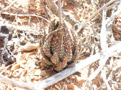 Tulista pumila