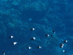Pycnochromis dimidiatus