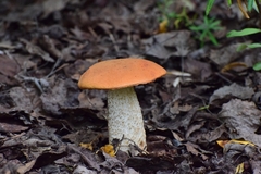 Leccinum albostipitatum