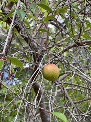 Hancornia speciosa