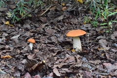 Leccinum albostipitatum