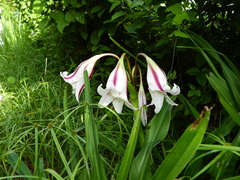 Crinum ornatum