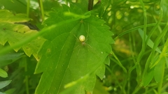 Enoplognatha ovata