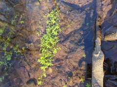 Callitriche palustris