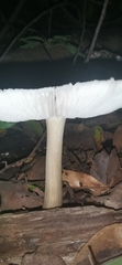 Megacollybia