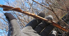 Rubus odoratus