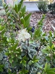 Myrtus