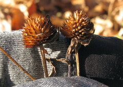 Rudbeckia triloba