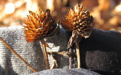 Rudbeckia triloba
