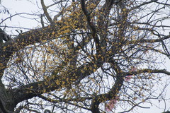 Loranthus europaeus