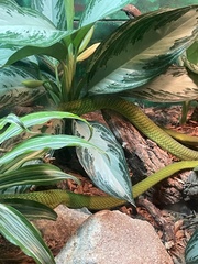 Dendroaspis angusticeps