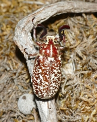 Polyphylla fullo