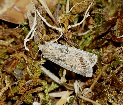Sand Dart