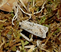 Agrotis ripae