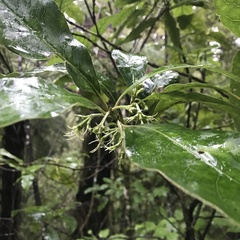 Pterophylla racemosa