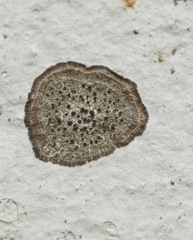 Porpidia crustulata
