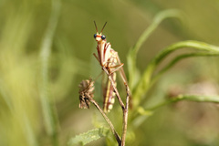 Paramantispa prolixa