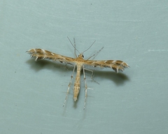 Pterophoridae