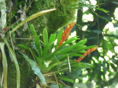 Vriesea