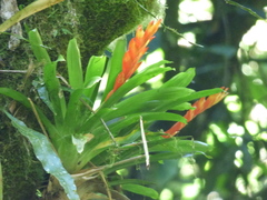 Vriesea