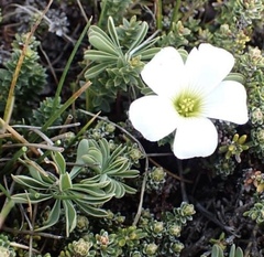 Oxalis enneaphylla