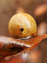 Amphibolips quercusostensackenii