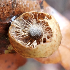 Amphibolips quercusostensackenii
