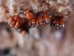 Metatrichia vesparium