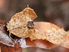 Amphibolips quercusostensackenii