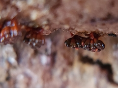 Metatrichia vesparium