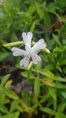 Silene repens