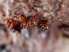 Metatrichia vesparium