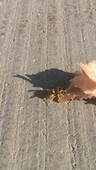 Vespula pensylvanica