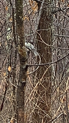 Poecile atricapillus