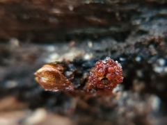 Metatrichia vesparium