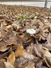 Amanita lavendula