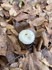 Amanita lavendula