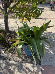 Haemanthus albiflos