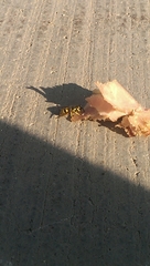 Vespula pensylvanica