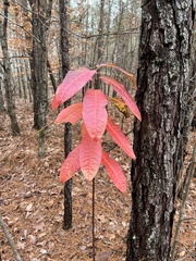 Oxydendrum
