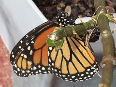 Danaus plexippus