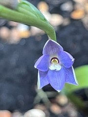 Thelymitra hatchii