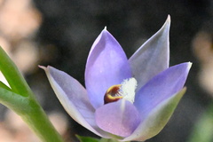 Thelymitra hatchii