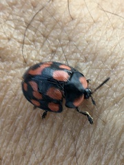 Botanochara duodecimverrucata